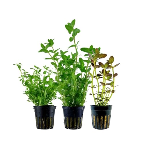 AquaOne Aquarium Pflanzen I 3X Bacopa Wasserpflanzen I Barschbecken Aquarienpflanzen I Cryptocoryne wendtii Green pink Panther I Cryptocoryne-Becken Set von AquaOne