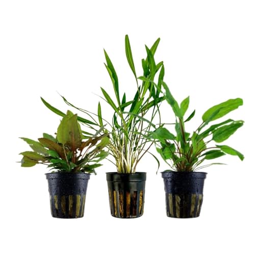 AquaOne Aquarium Pflanzen I 3X Cryptocoryne Wasserpflanzen I Barschbecken Aquarienpflanzen I Cryptocoryne wendtii Green pink Panther I Cryptocoryne-Becken Set von AquaOne