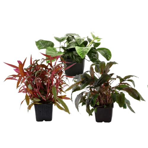 AquaOne Aquarium Pflanzen I 3X Mutterpflanzen XL I Mutterpflanze Aquarienpflanze I Alternanthera Anubias barteri Cryptocoryne wendtii I Set mit 5 Wasserpflanzen von AquaOne