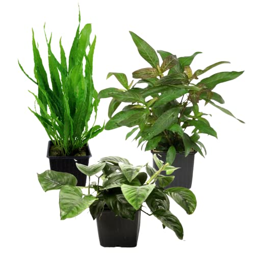 AquaOne Aquarium Pflanzen I 3X Mutterpflanzen XL I Mutterpflanze Aquarienpflanze I Anubias barteri Microsorum pteropus Hygrophila corymbosa I Set mit 3 Wasserpflanzen von AquaOne