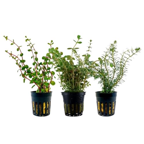 AquaOne Aquarium Pflanzen I 3X Rotala Wasserpflanzen I Stängelpflanzen Aquarienpflanzen I Rotundifolia 'orange Juice' wallichii I Deko Aquascaping Set von AquaOne