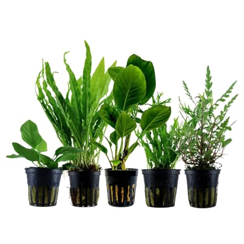 AquaOne Aquarium Pflanzen I 5X Wasserpflanzen I Aufsitzer Aquarienpflanzen I Anubias Hygrophila Microsorum I Set mit 5 einfachen Topf Aquariumpflanzen von AquaOne