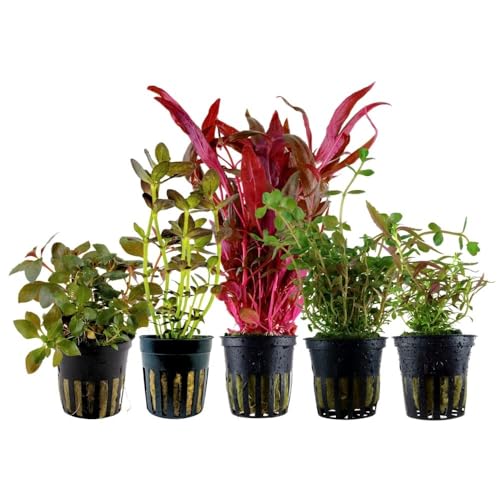 AquaOne Aquarium Pflanzen I 5X Wasserpflanzen I Bunte Aquarienpflanzen I Alternanthera Bacopa Rotala Ludwigia I Set mit 5 bunten Topf Aquariumpflanzen von AquaOne