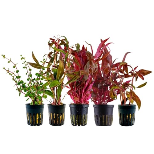 AquaOne Aquarium Pflanzen I 5X Wasserpflanzen I Bunte Aquarienpflanzen I Alternanthera reineckii Rotala I Set mit 5 schönen bunten Topf Aquariumpflanzen von AquaOne