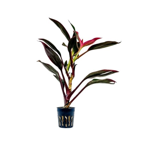 AquaOne Terrarium Pflanze Cordyline red Edge I Lebende Paludariumpflanzen Regenwald Terrarienpflanzen voll durchwurzelt einfach Terrascaping Dekoration von AquaOne