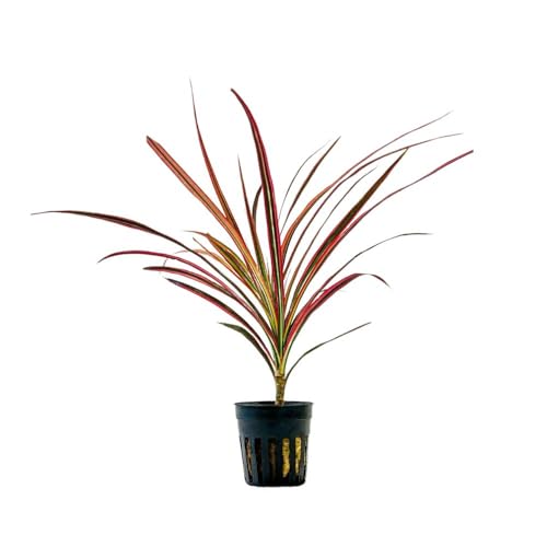 AquaOne Terrarium Pflanze Dracaena marginata red I Lebende Paludariumpflanzen Regenwald Terrarienpflanzen voll durchwurzelt einfach Terrascaping Dekoration von AquaOne