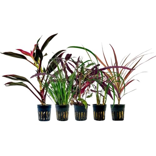 AquaOne Terrarium Pflanzen I 5X Terrarienpflanzen I Lebende Paludariumpflanzen I Cordyline Dracaena Ophiopogon Hemygraphis Acorus I Regenwald Terrascaping von AquaOne