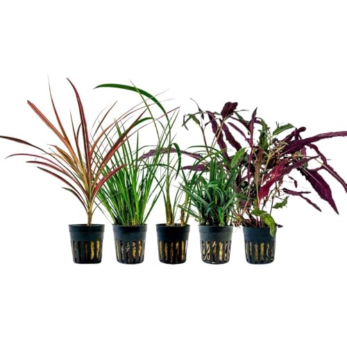 AquaOne Terrarium Pflanzen I 5X Terrarienpflanzen I Lebende Paludariumpflanzen I Dracaena Ophiopogon Hemygraphis Acorus I Regenwald Terrascaping Deko von AquaOne