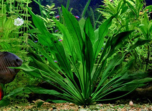 Amazonas-Schwertpflanze/Echinodorus Amazonicus - Pflanze für Aquarien von AquaPlants