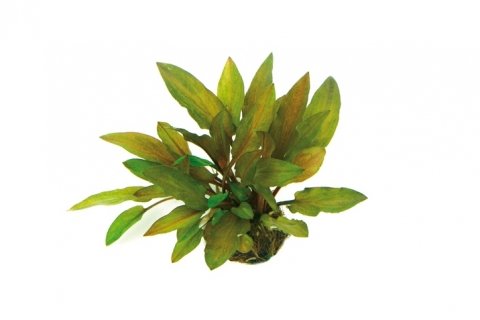 AquaPlants Bronzeblättriger Wasserkelch/Cryptocoryne spec. Legroi - 1 Bund von AquaPlants