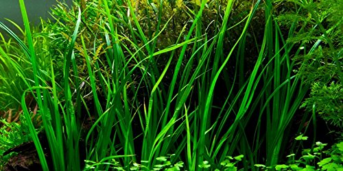 AquaPlants Helfers Zyperngras/Cyperus Helferi - im Bund von AquaPlants