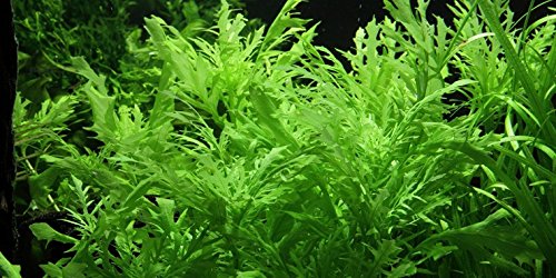 Aquarium Fan Indischer Wasserstern - Wasserwedel/Hygrophila difformis - 5 Bund von AquaPlants