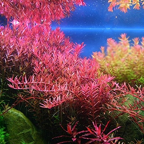 Aquarium-Pflanzen Für'S Aquarium, 70 Stück von AquaPlants