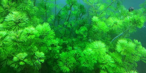 Goldene Haarnixe/Cabomba aquatica - 5 Bund von AquaPlants