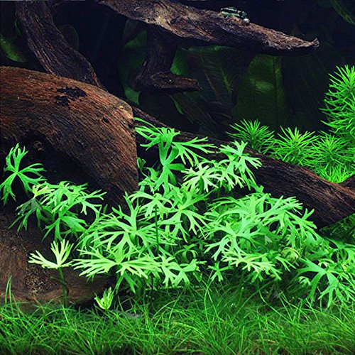 Kleiner Fluss-Hahnenfuß/Ranunculus inundatus - Aquarium-Pflanze, 1 Bund von AquaPlants