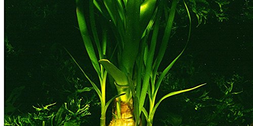 MUTTERPFLANZE Thailändische Hakenlilie - Wasserlilie / Crinum thaianum von AquaPlants