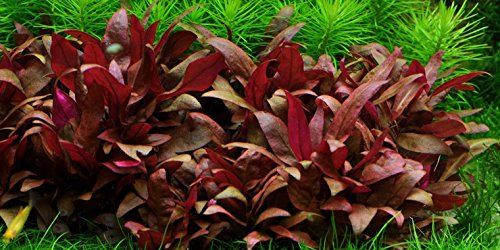 Mini-Papageienblatt/Alternanthera reineckii 'mini' - 5 Bund von AquaPlants