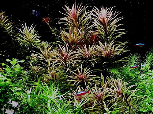 Quirlblättrige Sternpflanze Grof/Eusteralis Stellata Grof - Pflanze für Aquarien, 1 Bund von AquaPlants