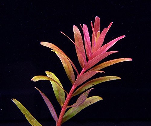 Rotala sp. Colorata - Pflanze für Aquarien, 1 Bund von AquaPlants