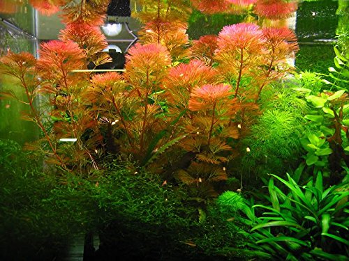 Rote Haarnixe - Cabomba furcata, Cabomba piauhyensis - 1 Bund von AquaPlants