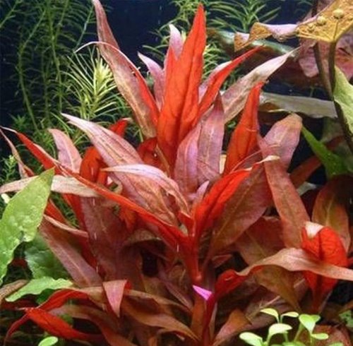 Rote Wasser-Pflanzen Für'S Aquarium - 35 Stück von AquaPlants