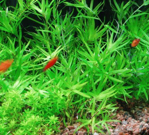 Sterngras – Heteranthera Zosterifolia – 1 Strauß – lebende Aquariumpflanze von AquaPlants