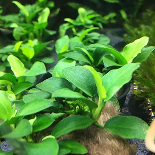 Wasser Pflanzen 10 x Anubias, Anubias Mix, Verschiedene Arten für Fische Tank von AquaPlants