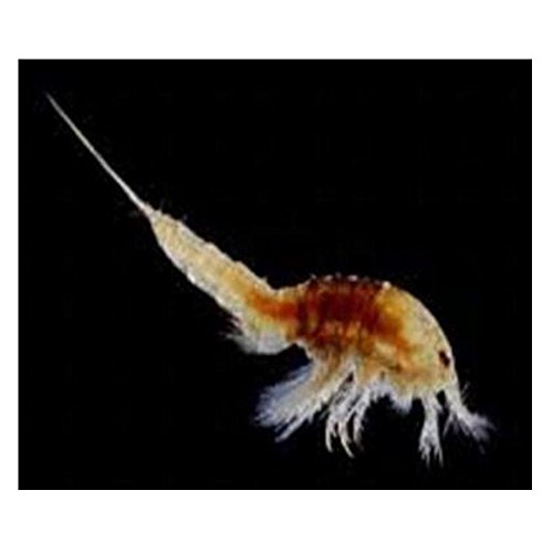 Aquadip Copepoden 100 ml Beutel | Versand: Dienstag | Zierfisch Lebendfutter von Aquadip