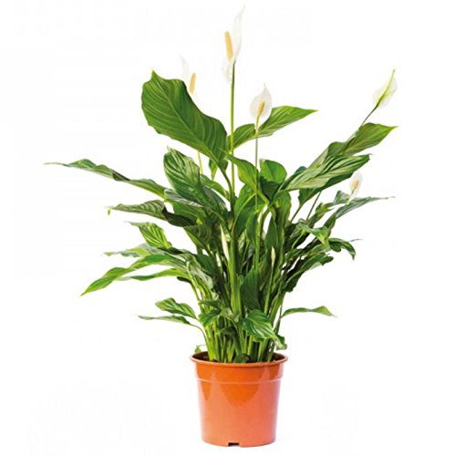 Spathiphyllum Wallisii - Terrariumpflanze von Aquadip