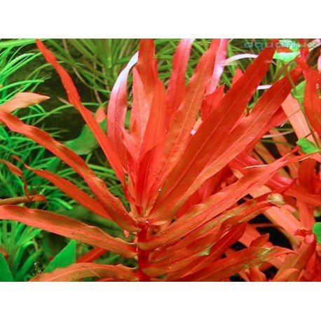 Aquarium Fan Kleine Cognacpflanze - Ammannia senegalensis - 3 Bund von AquaPlants