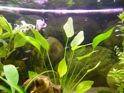 Echinodorus Argentinensis - Lebende Aquariumpflanze von AquaPlants