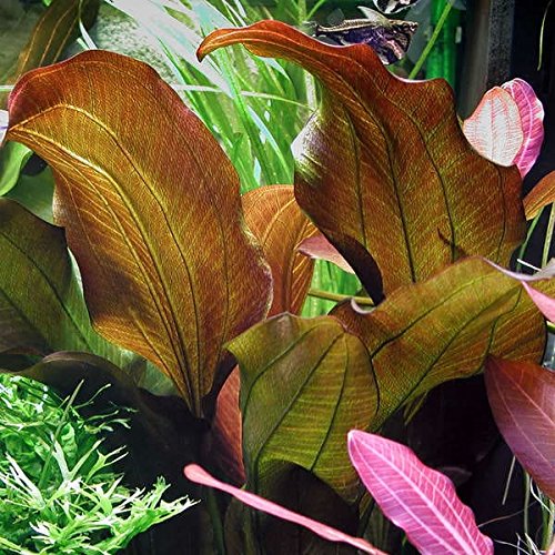 Echinodorus 'Reni' Aquarium-Pflanze von Aquarium Plants Factory