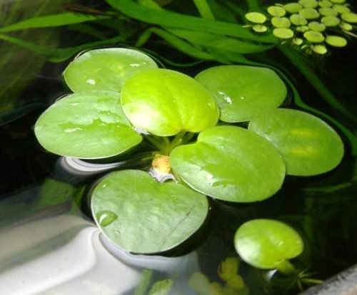 Froschbiss / Limnobium laevigatum - 2,5 cm, 7 Stück von Aquarium Plants