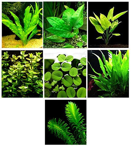 15 lebende Aquariumpflanzen / 7 verschiedene Arten – Custom Combo (Anubias, Amazonasschwert, Javafarn, Moos und vieles mehr!) Großartige Pflanzen-Probe für 12 - 15 Liter Aquarien von Aquatic Discounts