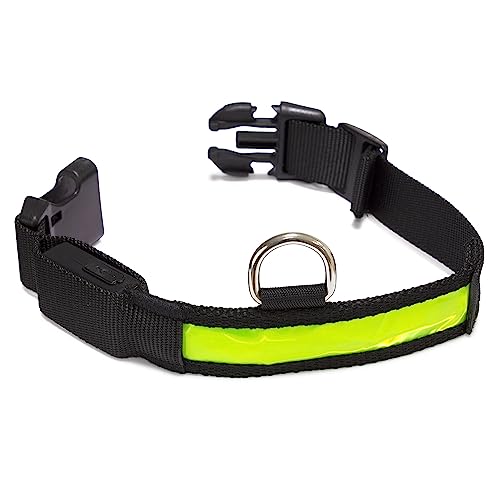 Arquivet - Leuchtendes Hundehalsband, LED, Gelb, Größe S 28-40 cm/2,5 cm von Arquivet