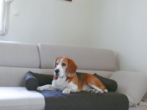 Artur Soja Leo Hundebett Couch M 70 x 90cm Graphit Sesselschutz Sofaschutz COUCHPROTECT von Artur Soja