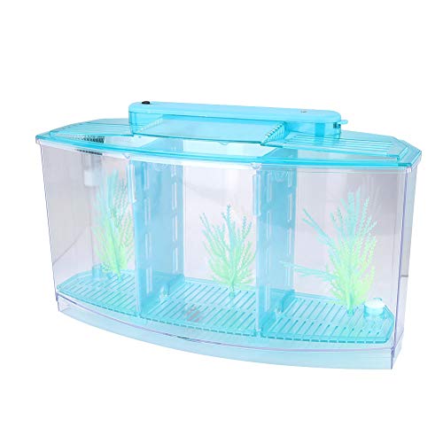 Asixxsix Fischzuchtbox, Acryl-Fischisolationsbox mit LED-Licht, Dreigeteilter, Transparenter Desktop-Zuchtaquarium für Babyfische, Garnelen, Clownfische (Blue) von Asixxsix