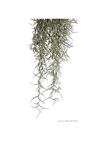 Askoll 281675 Exoterra Pflanze Spanish Moss Small, S von Askoll