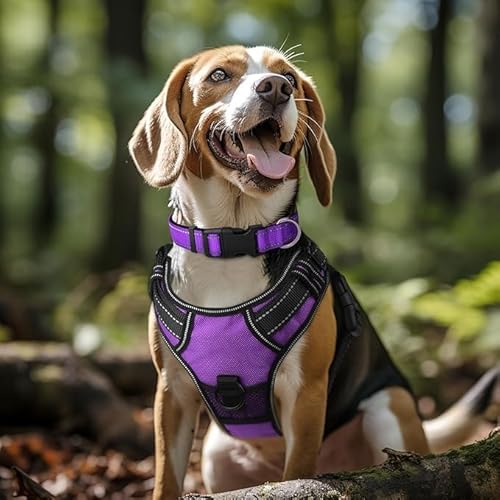 Hundehalsband, reflektierend, Nylon, verstellbar, mit Schnellverschluss-Schnalle für kleine, mittelgroße und große Hunde (lila, M) von Autumnn Equestrian