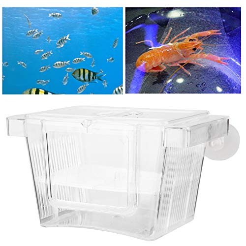 BAOFUYA Brutschachtel, Fischzüchterbox, Acrylaquarium -Züchterbox Multifunktional Isolationsbox für Fischgarnelen -Schlüpfen Inkubator, Trennzeichen für Fisch BAOFUYA Brutschachtel, Fischzüchterbox, Acrylaquarium -Züchterbox Multifunktional Isolationsbox für Fischgarnelen -Schlüpfen Inkubator, Trennzeichen für Fisch von BAOFUYA