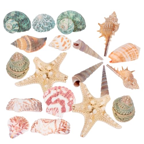 BCOATH Aquarium-Ornamente aus natürlichen Muschelschalen 21er-Set Aquarium-Dekoration Muschelmaterial Aquarium-Landschaft Heimaquarium sicher für Fische von BCOATH