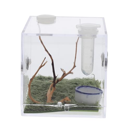 BCOATH 1 Satz Springspinnen-Zuchtbox Zuchtträger reptichip Miniträger Springspinnen-Varium insektenhäuser Mini Terrarium Mini-Luftbefeuchter Tier Spinnenhaus Insekten Lebensraum Acryl von BCOATH