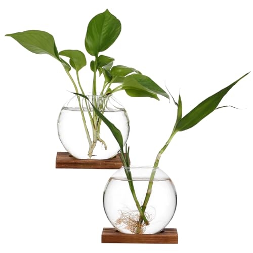 BCOATH 2 Stück Kreative Vase Terrarium Glas Pflanzen Anzuchtvase Pflanzenterrarium Anzuchtvasen Für Pflanzen Anzuchtgläser Wandvasen Töpfe Für Pflanzen Klare Vase von BCOATH