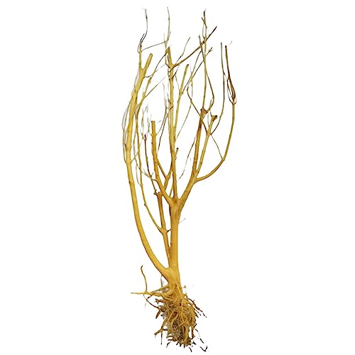 BEALIFE Driftwood Aquarium Trunk Mikie Deadwood Landscape Light Weight Leicht zu reinigendes kleines Zweigwasserterrarium von BEALIFE