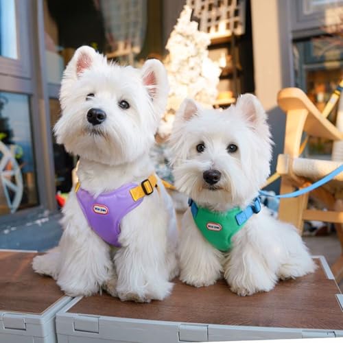 Hundeleine für kleine Hunde, verstellbare Hundeleine im Westenstil, Brustgurt für Hundegeschirr zum Ausgehen, Hundeleine zum Spazierengehen für Teddy Bichon (L/Gewicht 5-8kg,Blau + 1,5 m Seil) von BEAUTYMONKEY.K