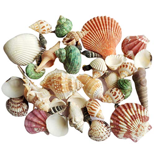 BEBIKR 120g Natural Turbo Sea Conch Einsiedlerhaus Aquarium Praktisch für S Turbo Sea Conch von BEBIKR