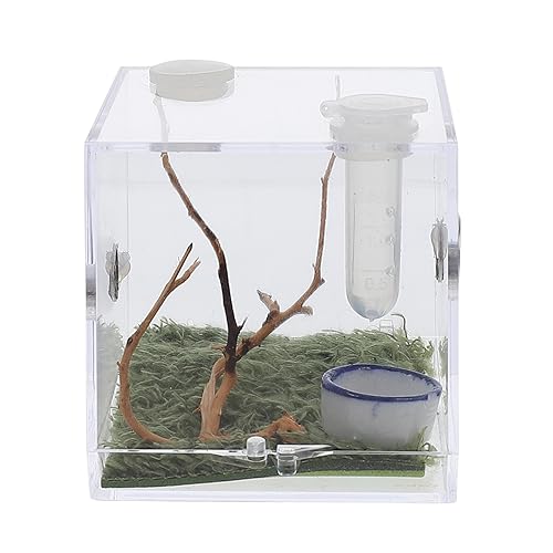 BESPORTBLE 1 Satz Springspinnen-Zuchtbox Schneckenbecken Käfig für Spinnenlebensräume Minizaun insektenhäuser Mini Terrarium Tier Mini-Luftbefeuchter Insektenhaus Spinnenlandschaft Fall Acryl von BESPORTBLE