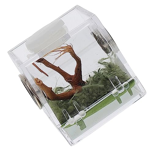 Kasten Springspinnen-zuchtbox Kleines Terrarium Reptilienhalter Lebensraum Fall Zuchtfall Für Haustierspinnen Springender Spinnenkäfig Sprungspinnengehege Gehäuse Tank Acryl BESPORTBLE von BESPORTBLE