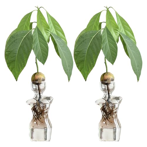 2 Stück Avocado-Samen-Startervase, Elegante Glasvase mit Weiblicher Silhouette, Transparente Pflanzen-Anzuchtgläser für Avocado, Zwiebeln, Pflanzenstecklinge von BFYDOAA