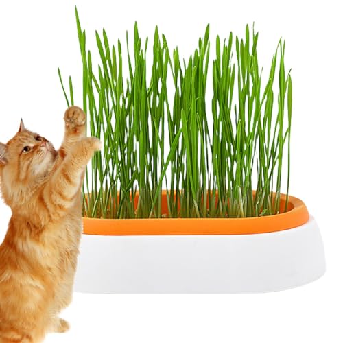 BITTU Gras-Pflanzkasten für Katzen, Grasschale für Katzen, Hunde und andere Haustiere im Innen- oder Außenbereich, Zubehör für Haustiere, Geschenke für Katzen von BITTU